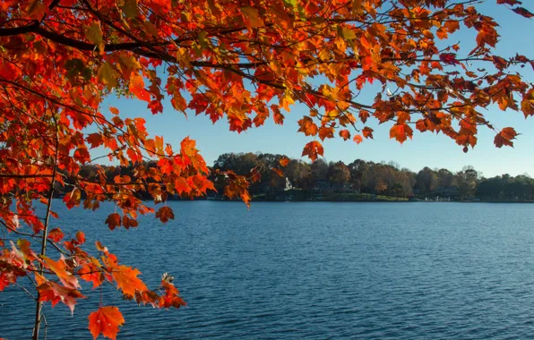 Картинка осень, небо, листья, ветки, озеро, дом, багрянец