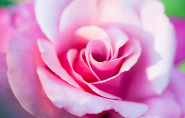 Картинка цветы, розы, розовое
