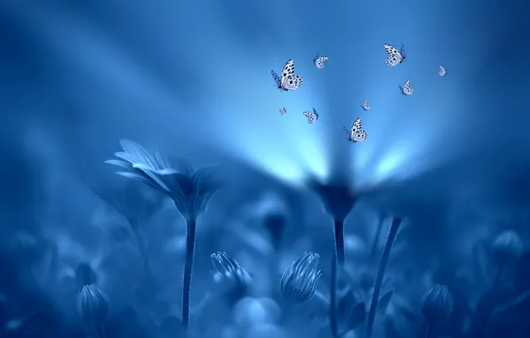 Картинка свет, бабочки, цветы, стиль, фон, голубой, Josep Sumalla