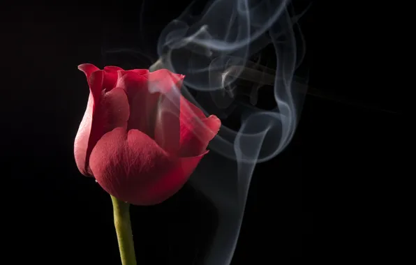 Картинка цветок, красный, дым, тюльпан
