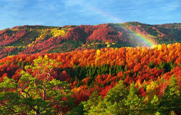 Картинка осень, лес, солнце, деревья, горы, разноцветные, Украина, золотая, Карпаты, Закарпатье