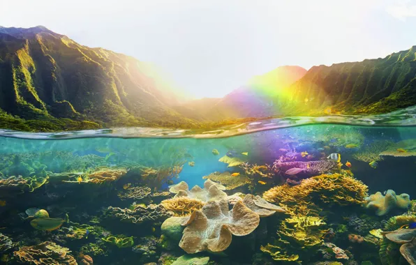 Картинка тропики, Гавайи, США, коралловые рифы