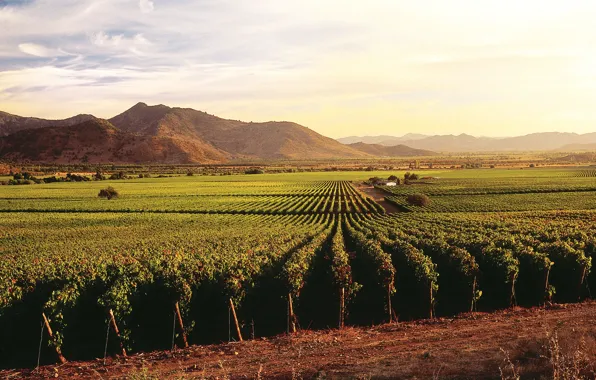 Картинка wine, hill, grapes, Chile, Santa Cruz, sunny, vineyard, Caliterra, Valle de Colchagua, enotourism