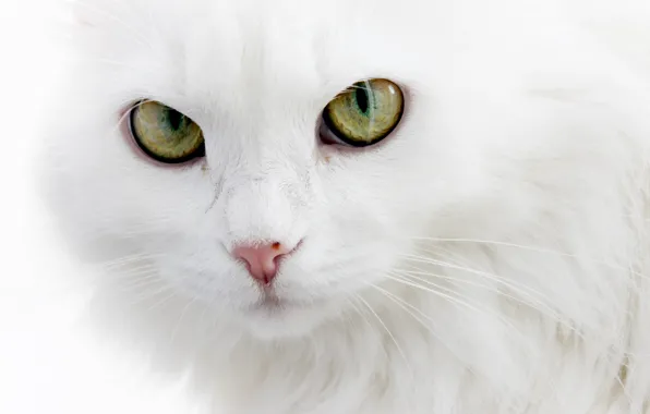 Картинка пушистый, белый кот, ангорский кот