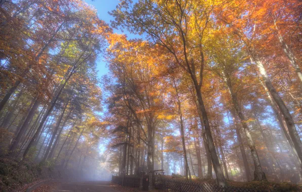 Картинка дорога, осень, лес, деревья, пейзаж, парк