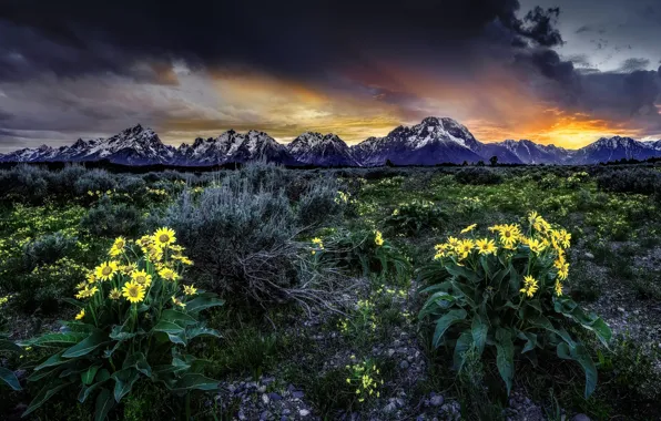 Картинка цветы, восход, рассвет, луг, Вайоминг, Wyoming, Гранд-Титон, Grand Teton National Park, Скалистые горы, Rocky Mountains, …