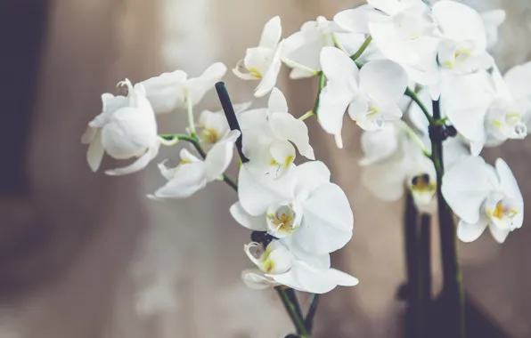 Картинка цветы, белые, орхидеи