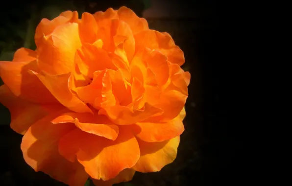 Картинка Роза, оранжевая, rose, orange