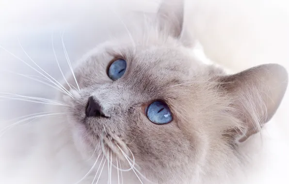 Картинка кошка, кот, взгляд, морда, голубые глаза