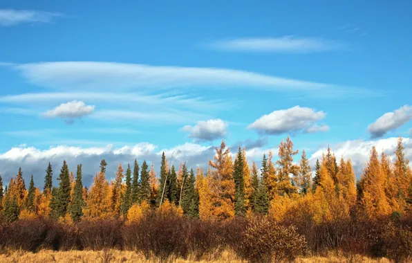 Картинка осень, лес, небо, облака, деревья