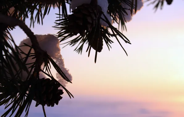 Картинка зима, макро, дерево, шишки, сосна, реальное фото
