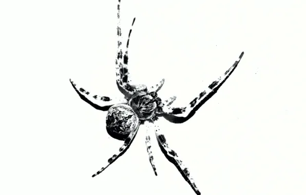 Картинка черно белый, паук, насекомое