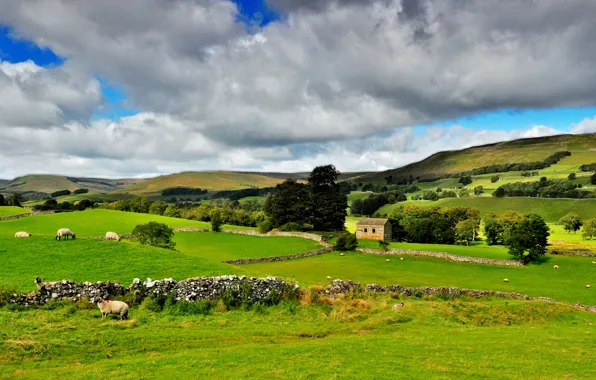 Картинка зелень, небо, деревья, пейзаж, тучи, природа, парк, национальный, Йоркшир-Дейлз, Северная Англия, Yorkshire Dales, Northern England