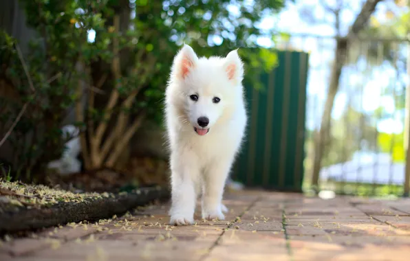 Картинка друг, собака, Samoyed Puppy