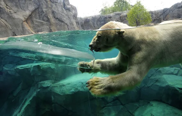 Картинка вода, скалы, лёд, Белый медведь, ныряет