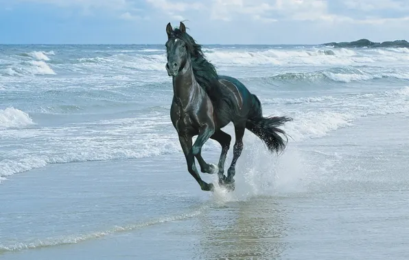 Картинка море, лошадь, Волны