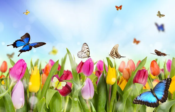 Картинка бабочки, цветы, рисунок, тюльпаны, разноцветье