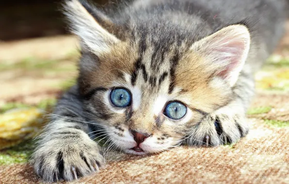 Картинка мордочка, котёнок, голубые глазки
