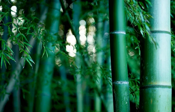 Картинка природа, бамбуковая роща