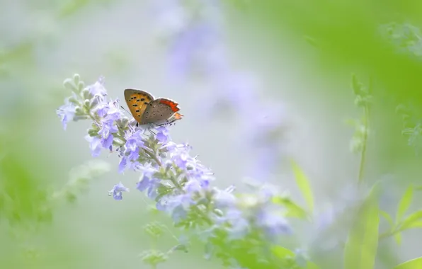 Картинка лето, цветы, бабочка, лужайка, обои от lolita777