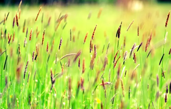 Картинка поле, трава, растение, луг