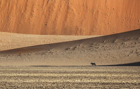 Картинка песок, барханы, животное, холмы, Пустыня