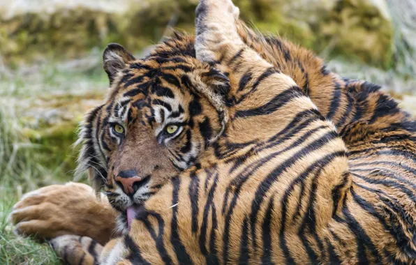 Картинка кошка, тигр, умывание, ©Tambako The Jaguar, суматранский