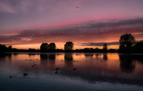Картинка небо, облака, деревья, пейзаж, закат, птицы, озеро, отражение, Англия, утки, вечер, Великобритания, оранжевое, малиновое