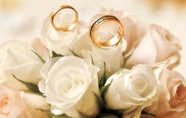 Картинка розы, белые, бутоны, обручальные кольца