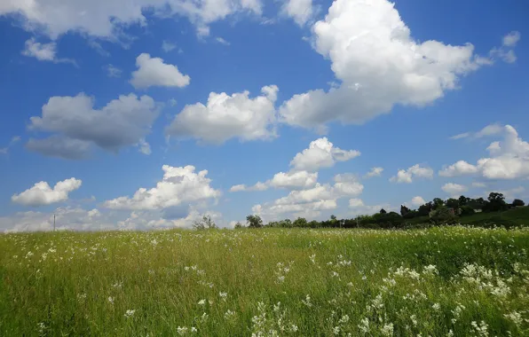 Картинка лето, небо, трава, облака, цветы