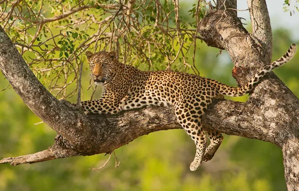 Картинка ветки, дерево, отдых, леопард, дикая кошка, на дереве