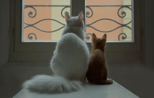 Картинка белый, кот, окно, рыжий, котёнок, парочка