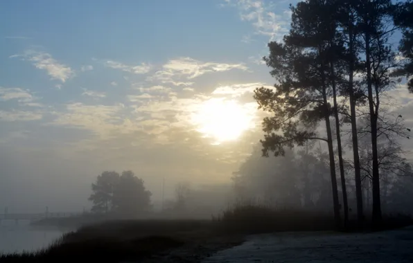 Картинка деревья, туман, река, утро