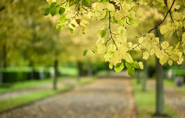Картинка дорога, осень, листья, макро, парк, дерево, ветка, размытость