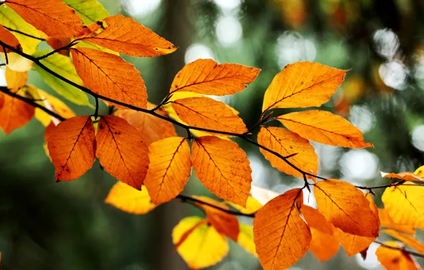 Картинка осень, листья, природа, дерево, ветка, желтые, оранжевые, боке