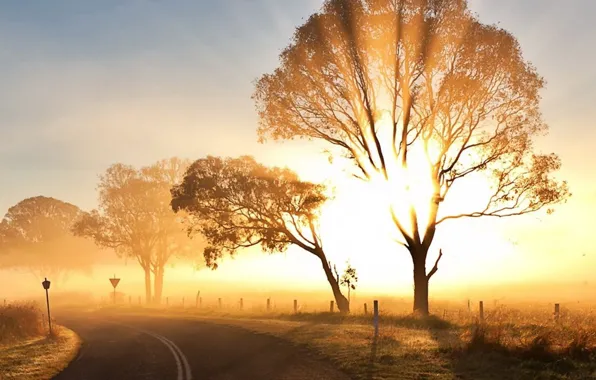 Картинка дорога, солнце, деревья, утро