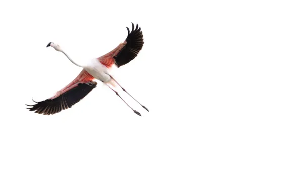 Картинка птица, полёт, фламинго