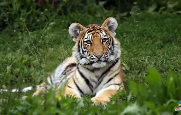 Картинка Tiger, Dangerous, Killer