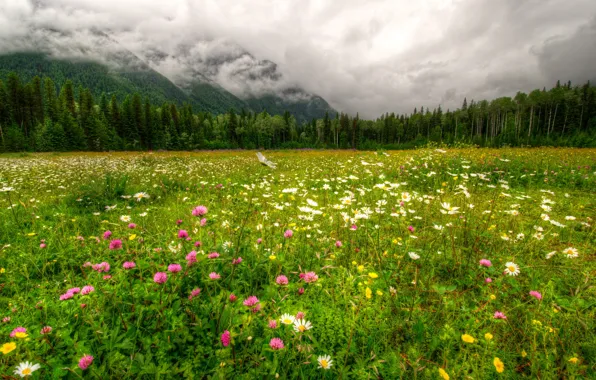 Картинка лес, трава, облака, пейзаж, горы, природа, парк, фото, HDR, Канада, Provincial, Robson