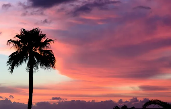 Картинка небо, облака, закат, пальма, розовый, краски, Sunset, Тенерифе, Tenerife