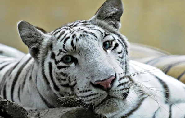 Картинка кошка, белый, глаза, тигр, фото, лев, голубые, помесь, лигр