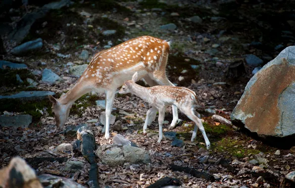 Картинка природа, косули, Bambi with mom