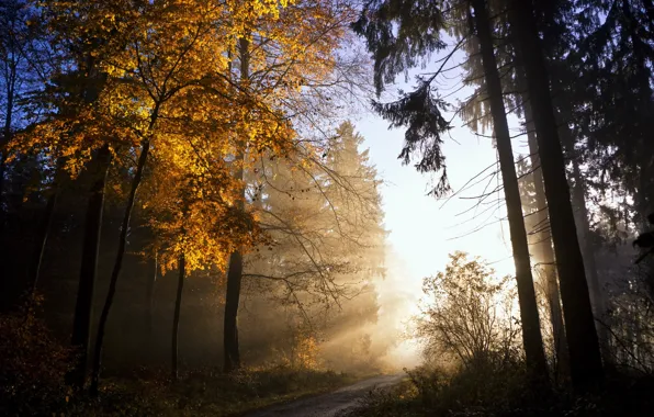 Картинка осень, листья, свет, природа, дерево