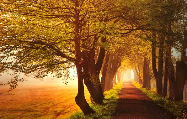Картинка дорога, поле, осень, трава, листья, солнце, свет, деревья, желтые, аллея