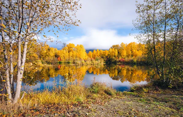 Картинка осень, деревья, озеро, листва, краски осени