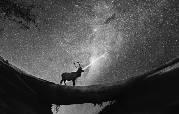 Картинка ночь, олень, звездное небо