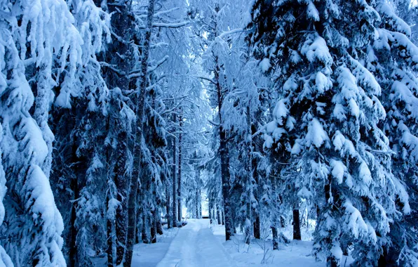 Картинка зима, дорога, лес, деревья, ели