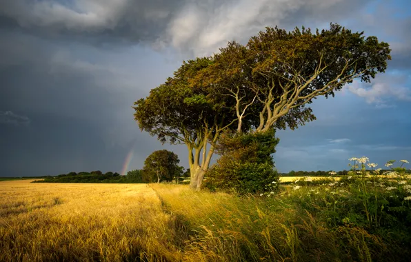 Картинка поле, небо, трава, деревья, тучи, пасмурно, Англия, радуга