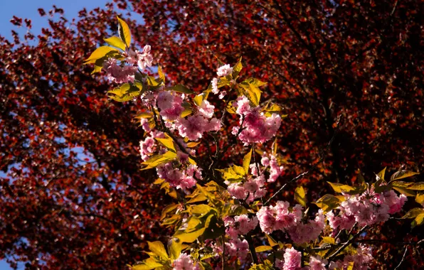 Картинка Tree, Colorful, Spring, Sunshine, Blossom