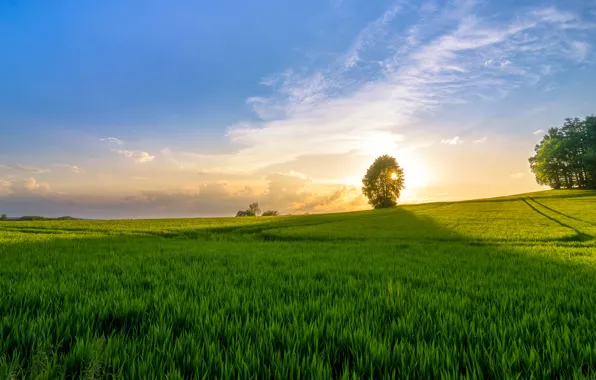 Картинка поле, трава, восход, дерево
